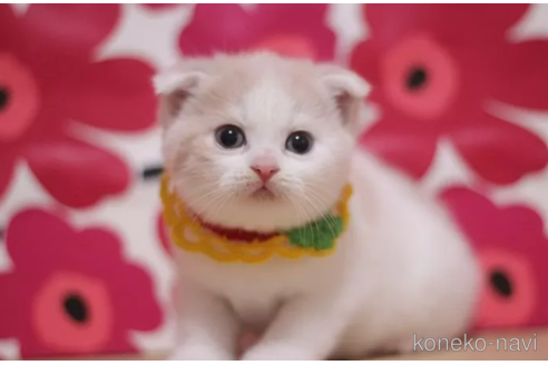 成約済の東京都のスコティッシュフォールド(折れ耳)-106559の3枚目